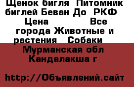 Щенок бигля. Питомник биглей Беван-До (РКФ) › Цена ­ 20 000 - Все города Животные и растения » Собаки   . Мурманская обл.,Кандалакша г.